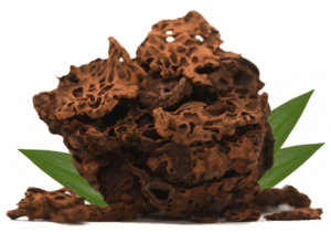 Sarang Semut Papua
