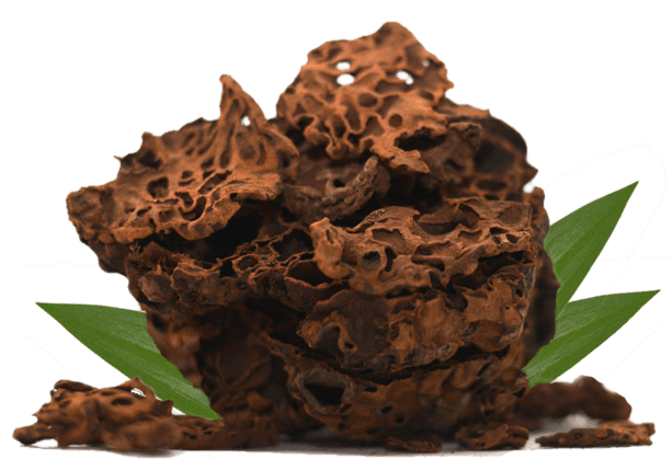 Sarang Semut Papua untuk obat herbal liposarkoma