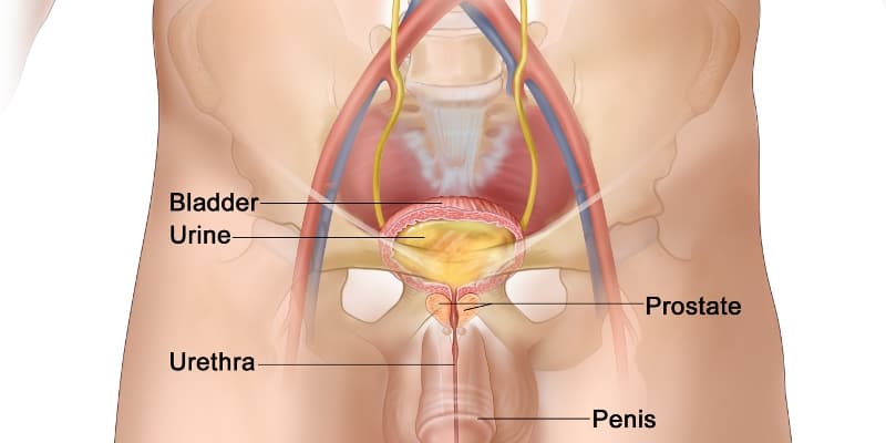Hasil gambar untuk prostat
