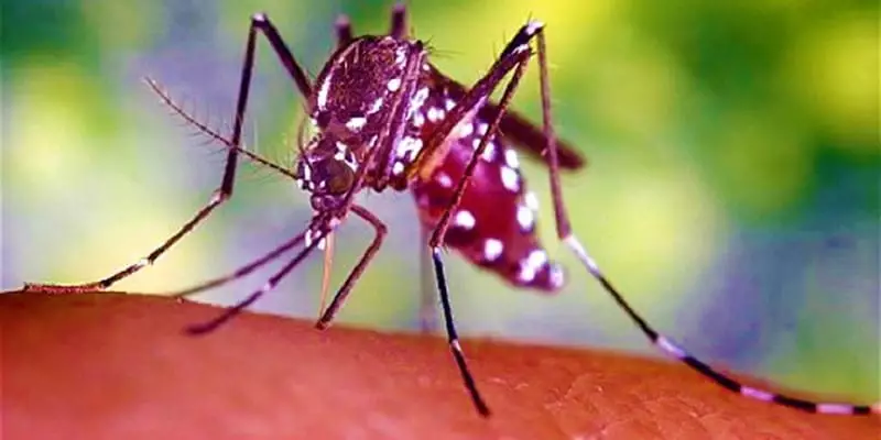 Pengobatan Malaria