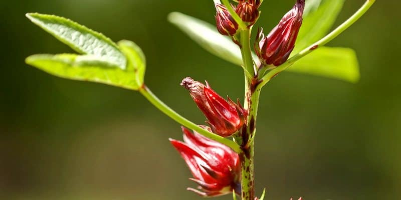  Khasiat  Bunga  Rosella  Herbal Antikanker dan 