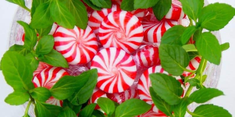 Peppermint Карамелька полосатая