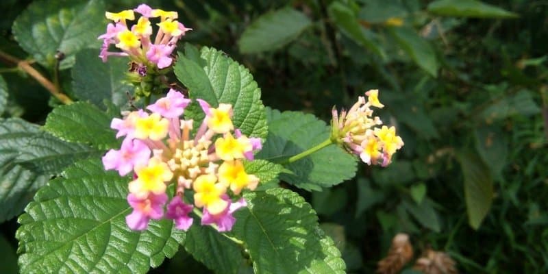 bunga tembelekan untuk ramuan herbal batuk berdarah