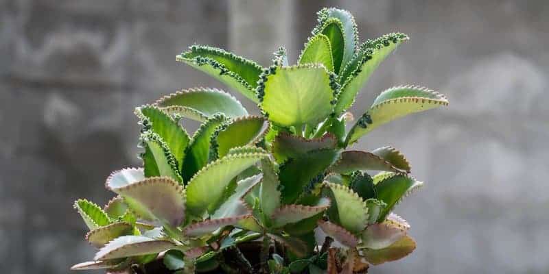 daun cocor bebek untuk ramuan herbal radang amandel