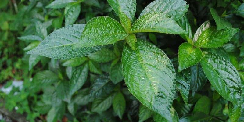 daun keji beling untuk ramuan herbal batu empedu