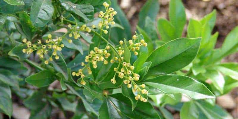daun pacar cina untuk ramuan herbal bau badan