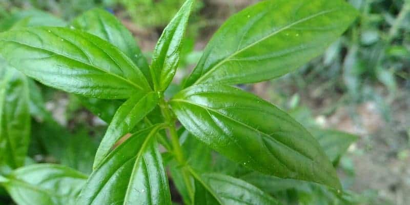 daun sambiloto untuk resep herbal radang amandel