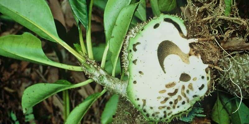 tumbuhan langka di indonesia