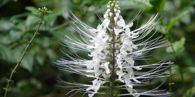 Percepat Pemulihan Infeksi Ginjal Dengan Resep Herbal Ini • Deherba.com