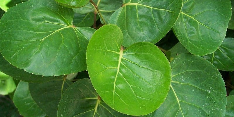 daun mangkokan untuk ramuan herbal luka