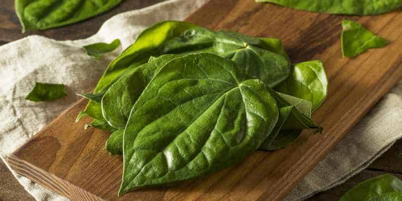 daun sirih untuk ramuan herbal bisul