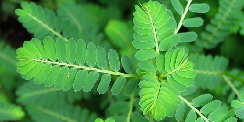 Obati Bisul di Kelopak Mata dengan Resep Herbal Meniran Obati Bisul di Kelopak Mata dengan Resep Herbal Meniran