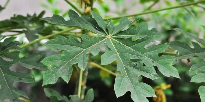 Resep herbal daun pepaya