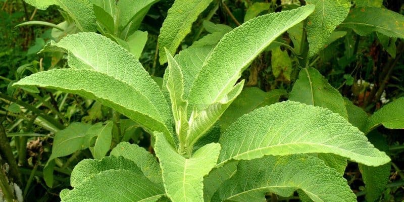 akar tanaman sembung untuk resep herbal meningkatkan nafsu makan