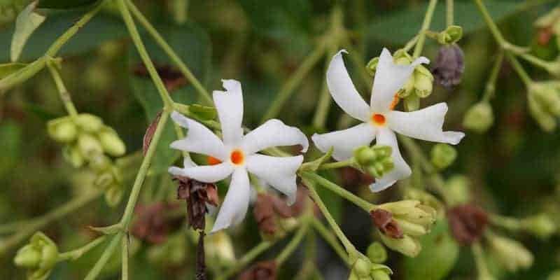 bunga srigading untuk ramuan herbal demam nifas