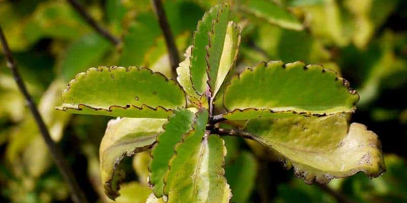 daun cocor bebek untuk resep herbal nyeri saat kencing