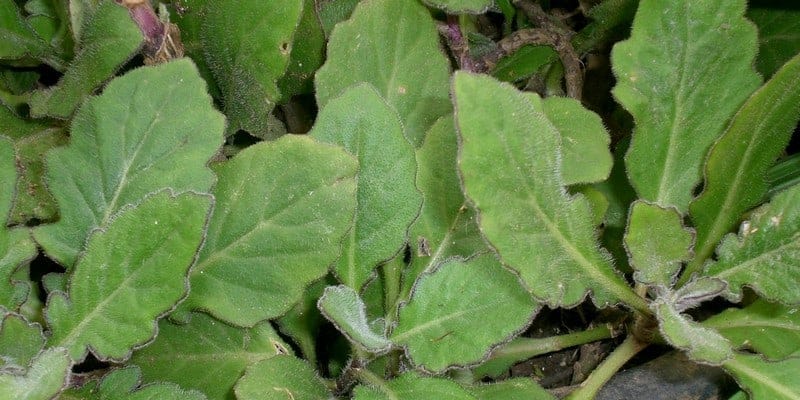 daun dewa untuk ramuan herbal cantengan