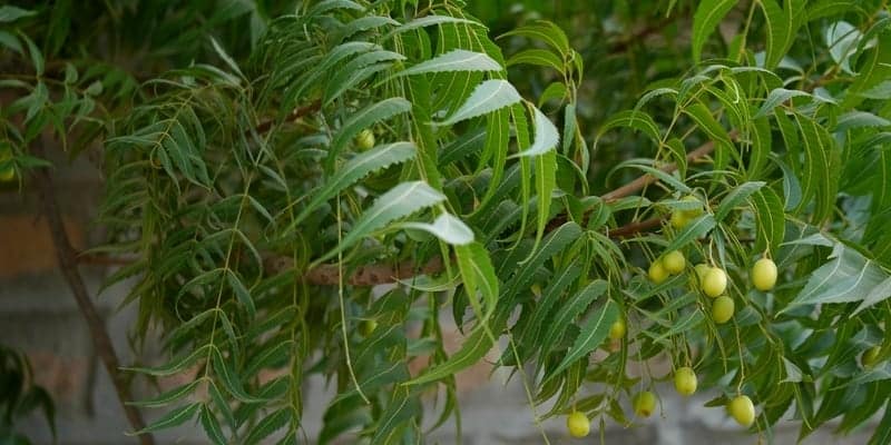 daun mimba untuk resep herbal demam