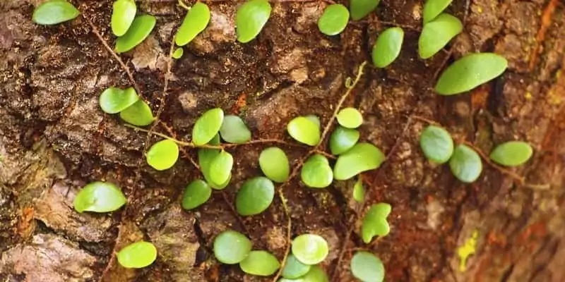 daun picisan untuk ramuan herbal radang gusi