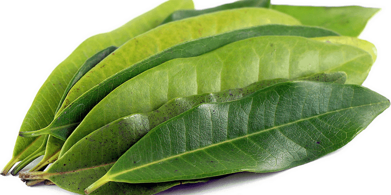 daun salam untuk ramuan herbal diare