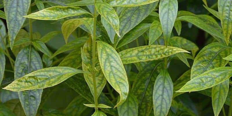 daun sambiloto untuk ramuan herbal demam
