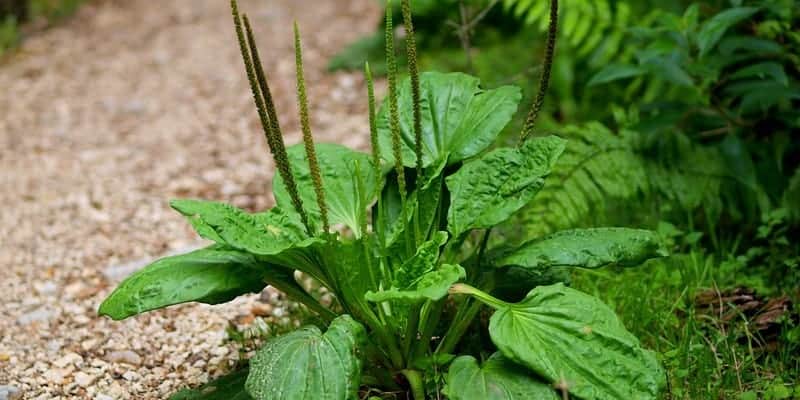 daun sendok untuk ramuan herbal bronkitis