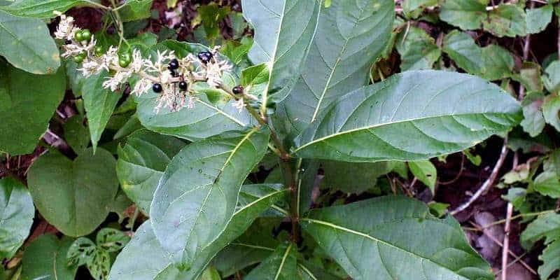 daun senggugu untuk ramuan herbal luka berair