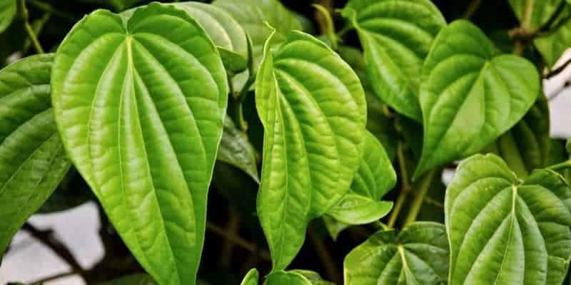 daun sirih untuk resep herbal bronkitis