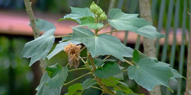 daun waru landak untuk ramuan herbal cacar ular