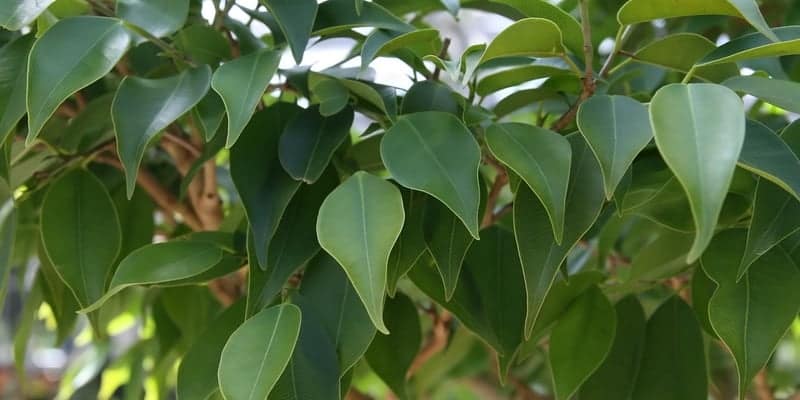 daun beringin untuk ramuan herbal radang usus
