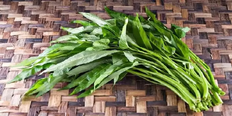 kangkung untuk resep herbal mimisan