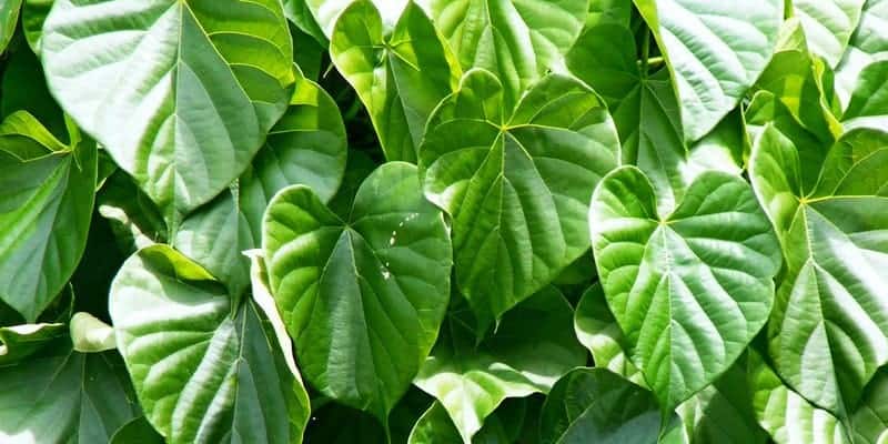 3 Resep Herbal Hepatitis Untuk Percepat Pemulihan Fungsi Hati Deherba Com
