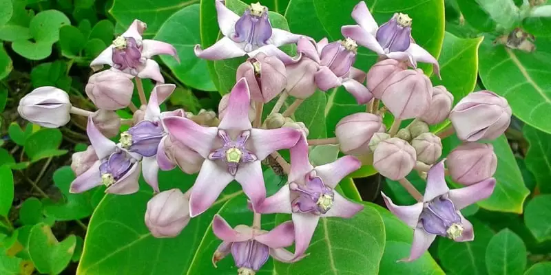 bunga biduri untuk ramuan herbal dahak di tenggorokan
