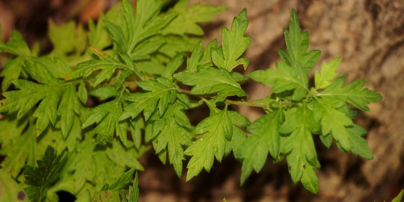 daun baru cina untuk ramuan herbal kanker payudara