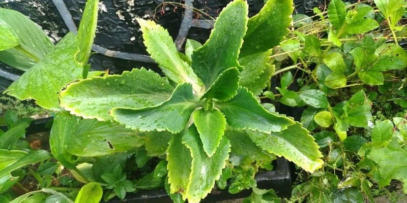 daun cocor bebek untuk resep herbal koreng