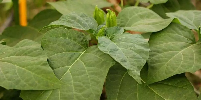 daun kecubung untuk herbal lendir berlebih di tenggorokan
