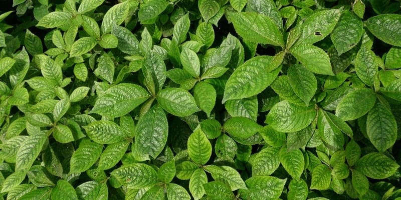 daun keji beling untuk ramuan herbal kencing batu