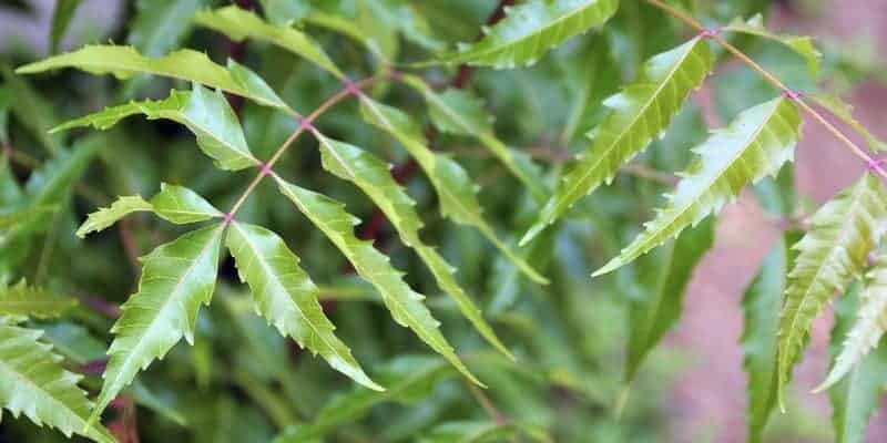 daun mimba untuk ramuan herbal kutu kepala