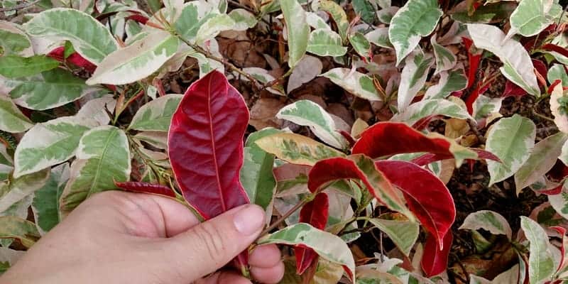 daun sambang darah untuk ramuan herbal muntah darah