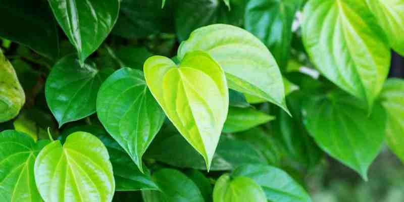 daun sirih untuk ramuan herbal koreng