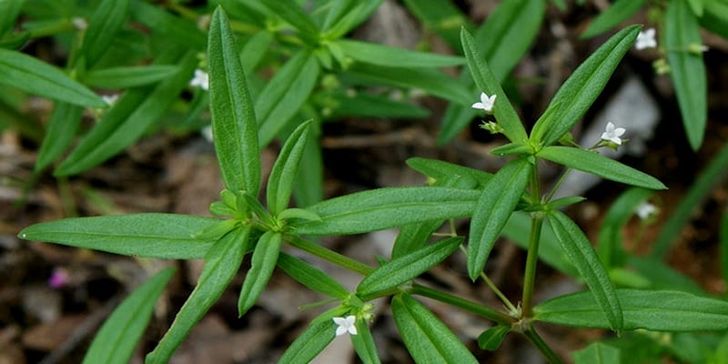 rumput mutiara untuk ramuan herbal kanker serviks