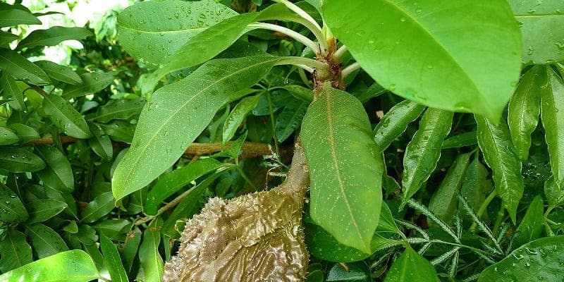 Sarang Semut sebagai Herbal Kista (Herbal untuk Kista atau anti Kista)