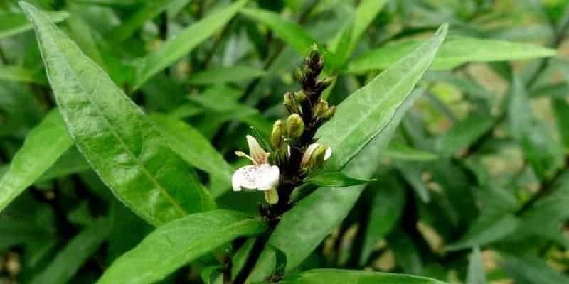 daun gandarusa untuk ramuan herbal osteoporosis