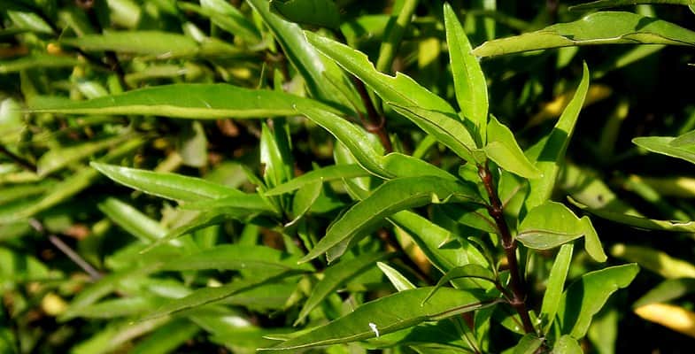 daun gandarusa untuk ramuan herbal keseleo