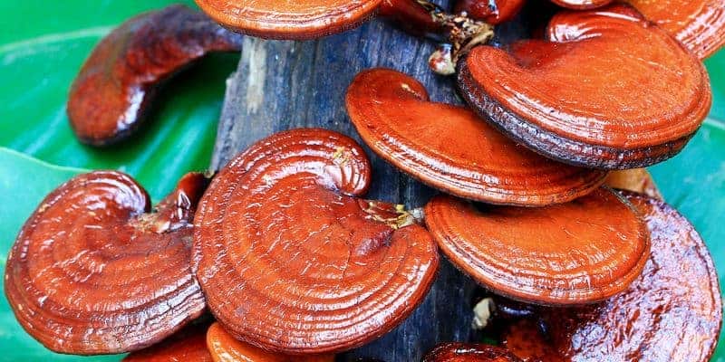 jamur ling zhi untuk resep herbal kanker paru-paru