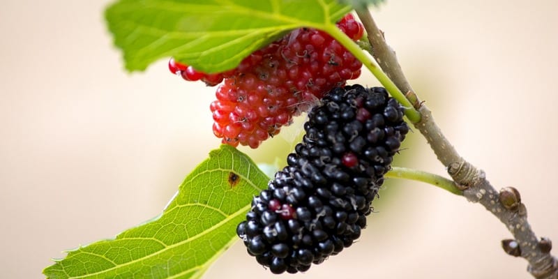 buah murbei untuk resep herbal penyakit jantung