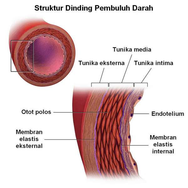 struktur dinding pembuluh darah