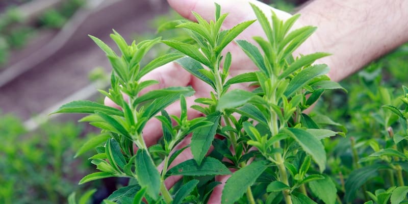 tanaman stevia
