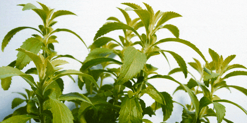 tanaman stevia
