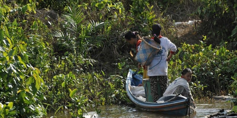 Akar Bajakah Tunggal Obat Kanker Alami dari Hutan ...